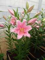 [4303 Monferrato VH No01.JPG]